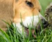 WarumfressenHundeGras7