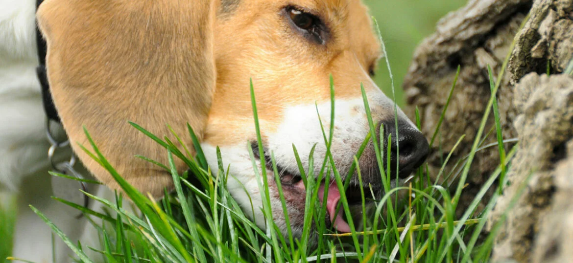 WarumfressenHundeGras7