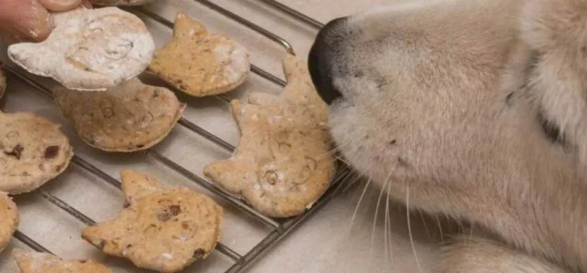 Hundekekse