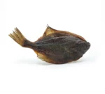 flunder - naturkauartikel - kauartikel hund - anbri