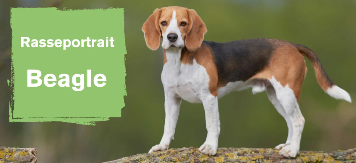 Der Beagle1.png