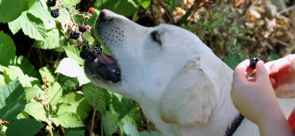 Dürfen Hunde Brombeeren fressen