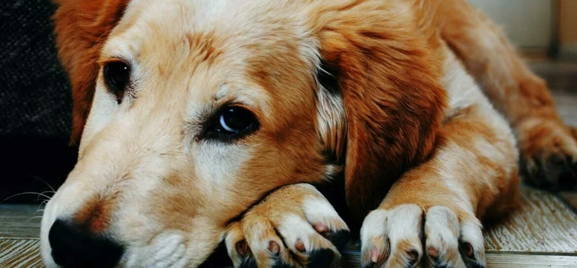 Durchfall bei Hunden1.jpg