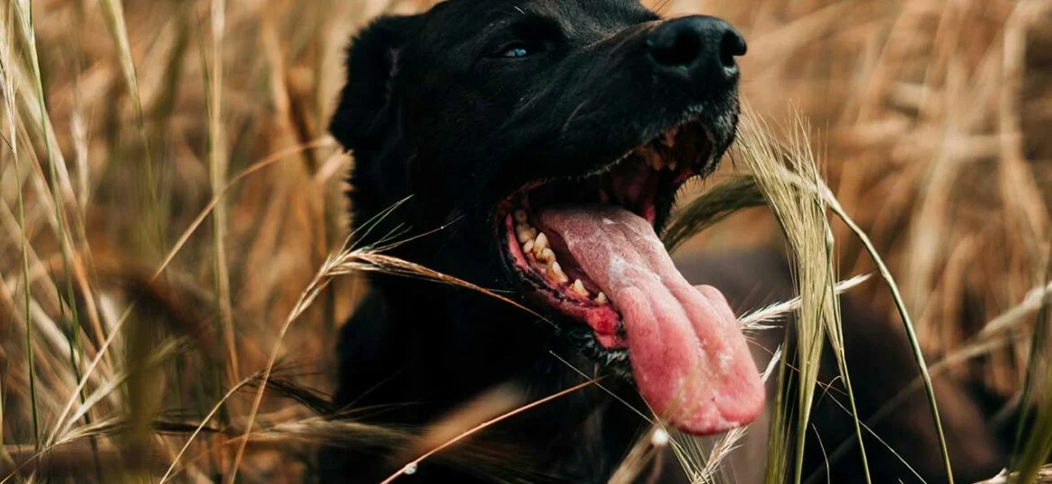 Grannen beim Hund6.jpg