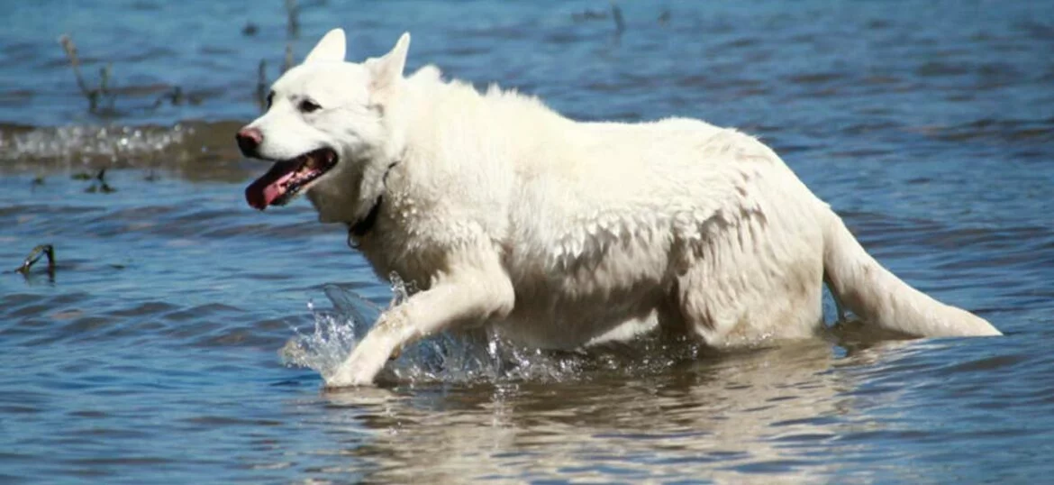 Hitzschlag bei Hunden3.jpg