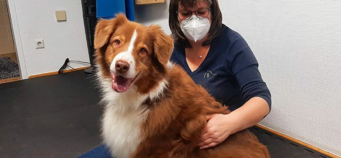 Osteopathie bei Hunden1.jpg