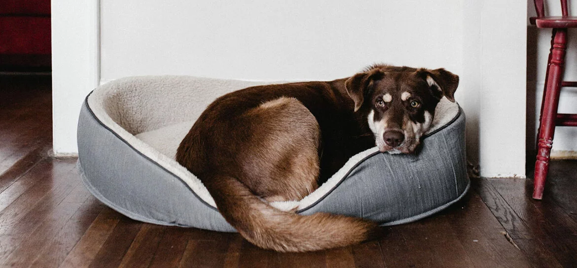 Ruheübung für Hunde2.jpg