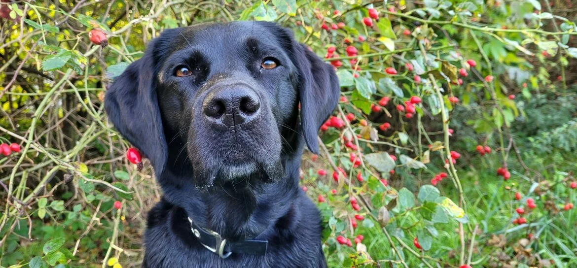 Sind Hagebutten für Hunde giftig2.jpg