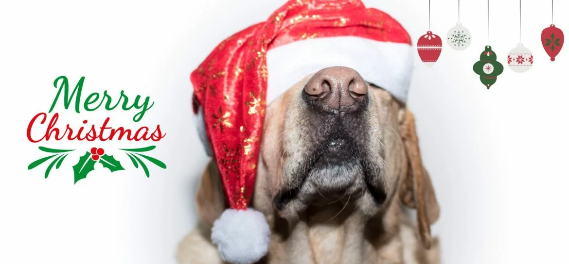 Weihnachten mit Hund3