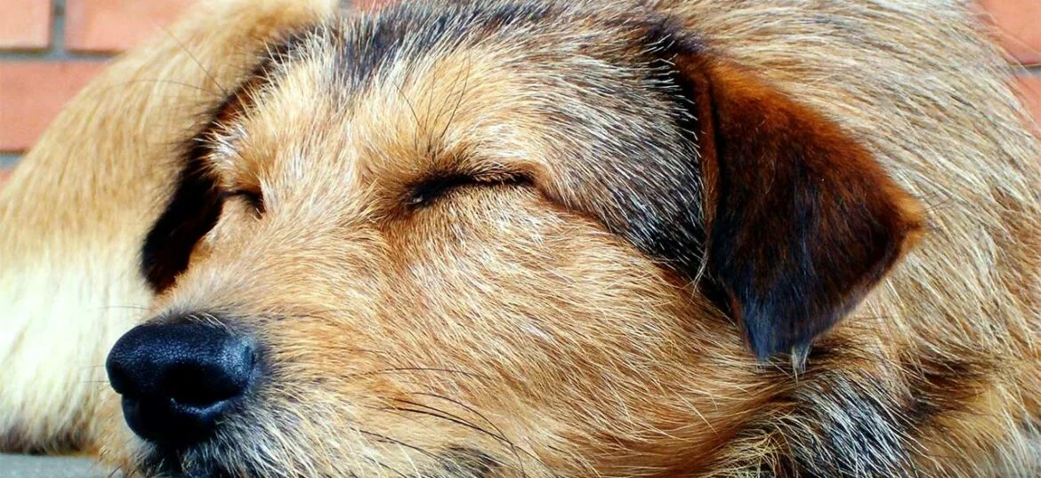 Wie viel Schlaf braucht ein Hund4.jpg