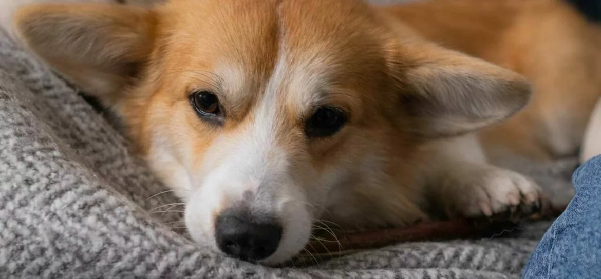 Wurmbefall bei Hunden3.jpg