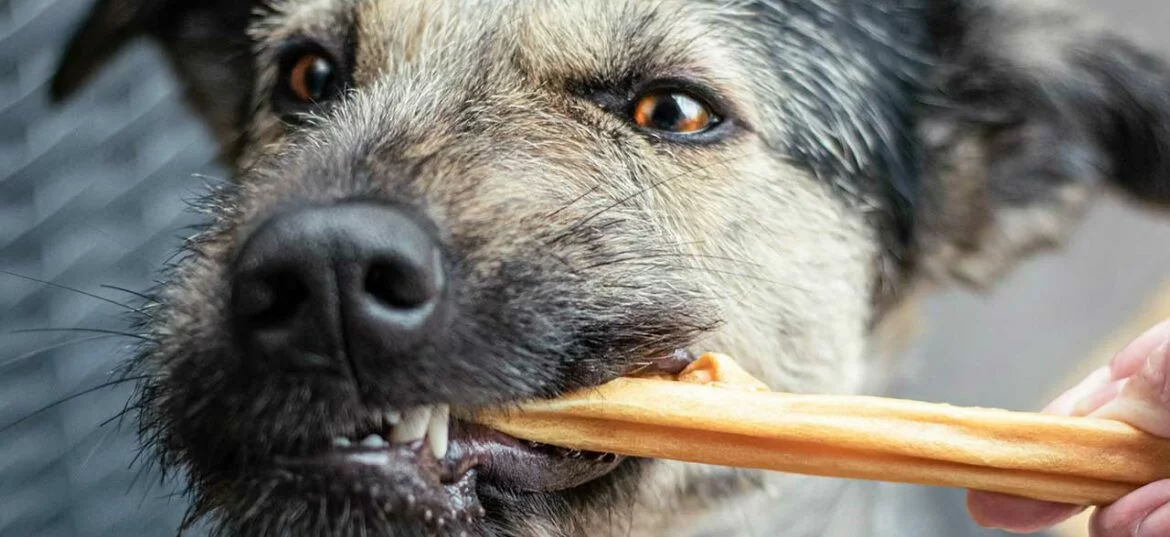 natürliche Kauartikel2.jpg